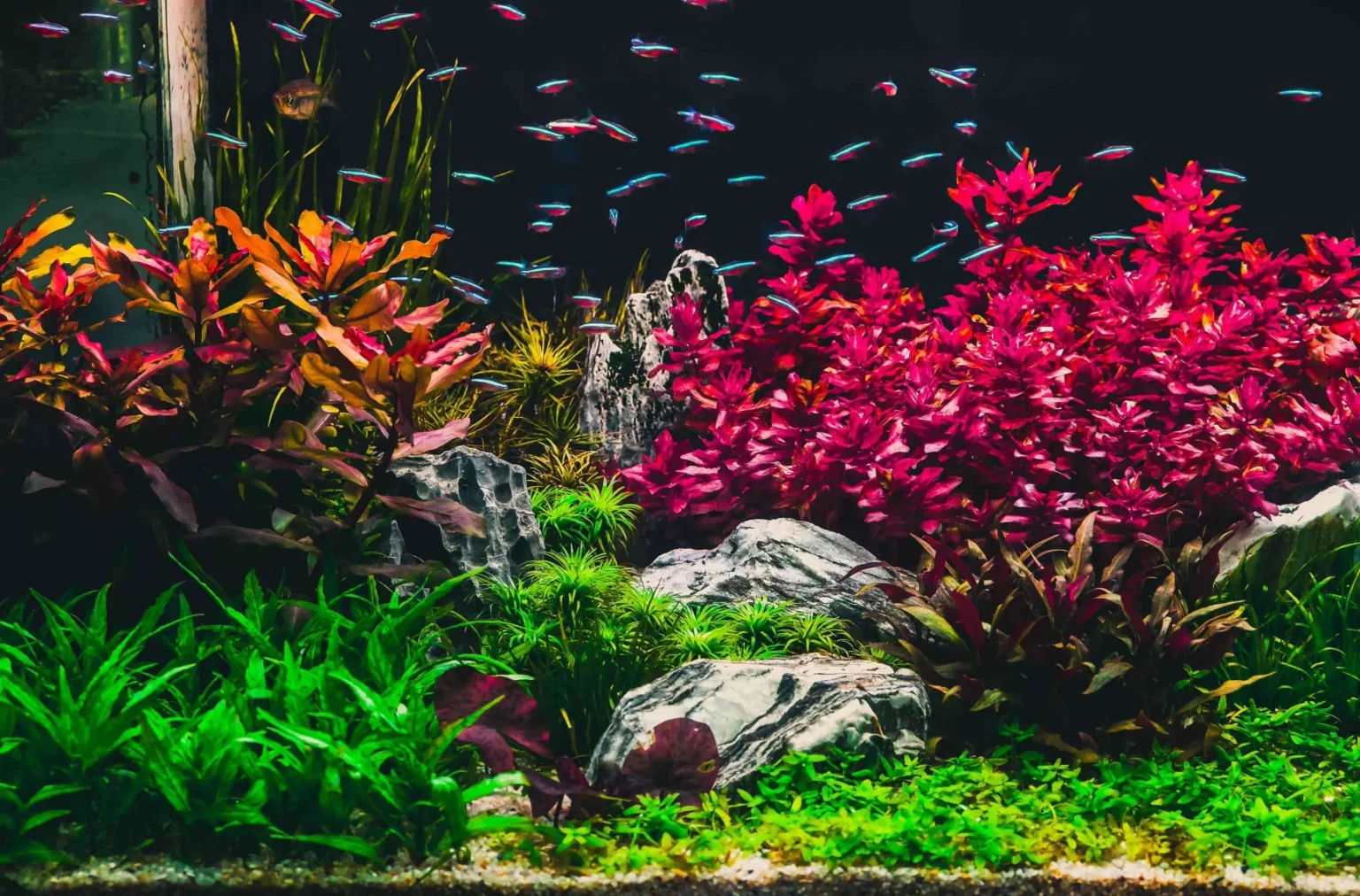planted aquarium with red, green & brown plants